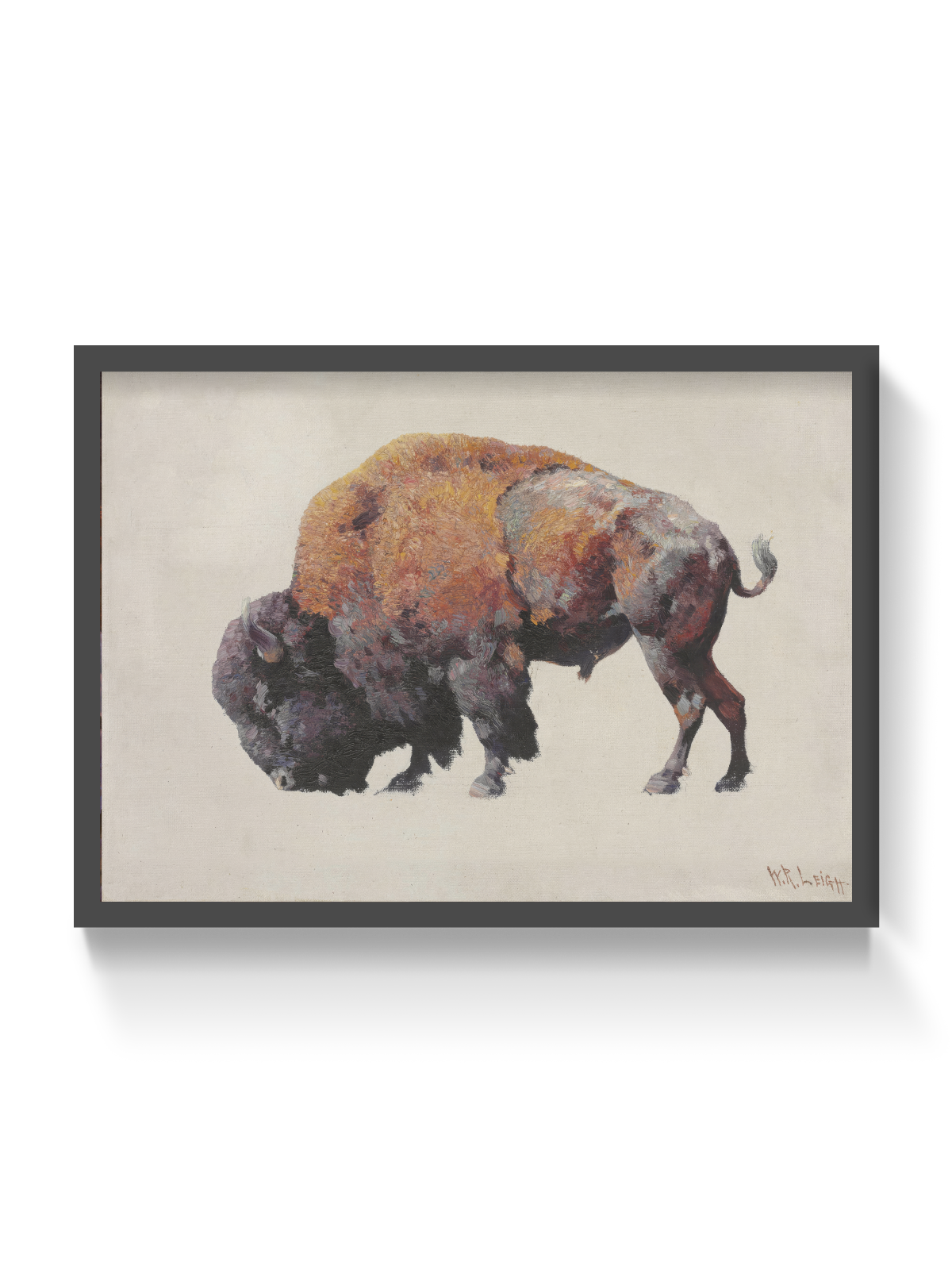 Bison Bull Study